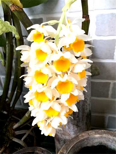 如何种植石斛，石斛种植小视频