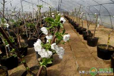 如何种植樱桃树苗，哪种樱桃树苗适合北方种植？