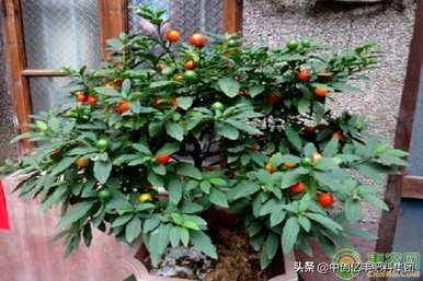 如何种植樱桃树苗，哪种樱桃树苗适合北方种植？