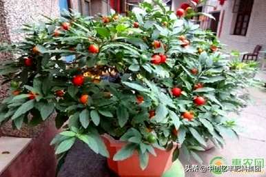 如何种植樱桃树苗，哪种樱桃树苗适合北方种植？