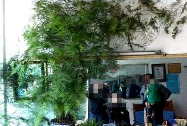 文竹太长怎么做造型，文竹太长怎么做造型视频