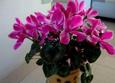 冬天开花什么花好养？冬天开花什么花好养？