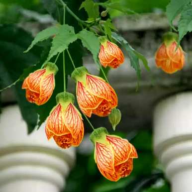 金铃花好养吗？金铃花好养吗？