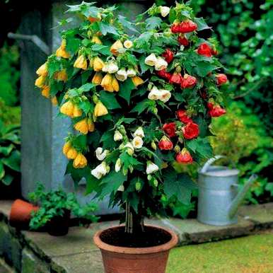 金铃花好养吗？金铃花好养吗？