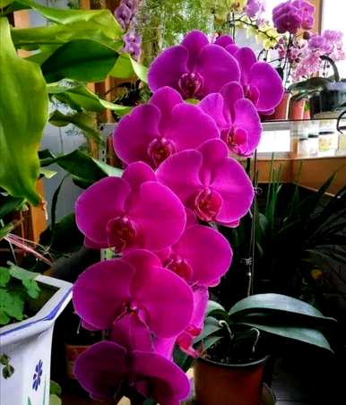 冬天开花什么花好养？冬天开花什么花好养？