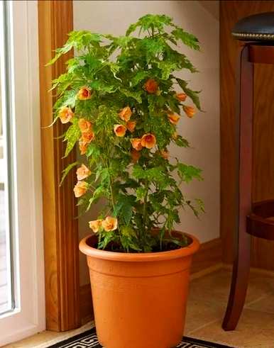 金铃花好养吗？金铃花好养吗？