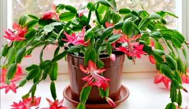 冬天开花什么花好养？冬天开花什么花好养？