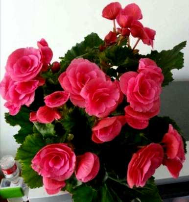 冬天开花什么花好养？冬天开花什么花好养？