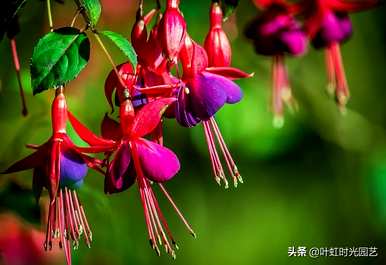 冬天怎么养吊金钟，夏天怎么浇水？