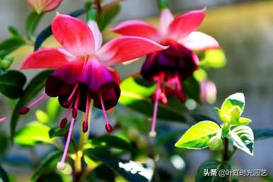 冬天怎么养吊金钟，夏天怎么浇水？