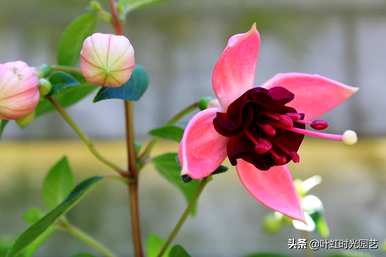 冬天怎么养吊金钟，夏天怎么浇水？