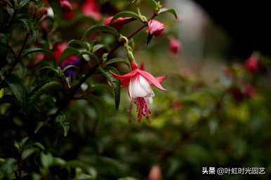 冬天怎么养吊金钟，夏天怎么浇水？