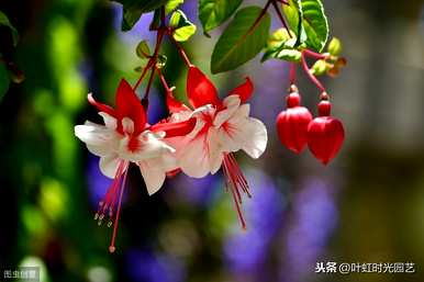 冬天怎么养吊金钟，夏天怎么浇水？