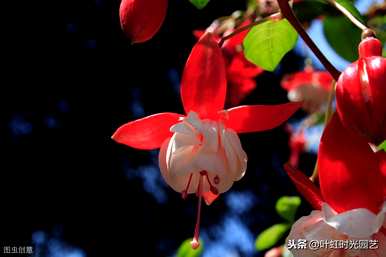 冬天怎么养吊金钟，夏天怎么浇水？