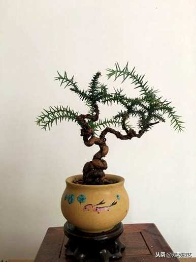 如何修剪澳洲杉盆景？