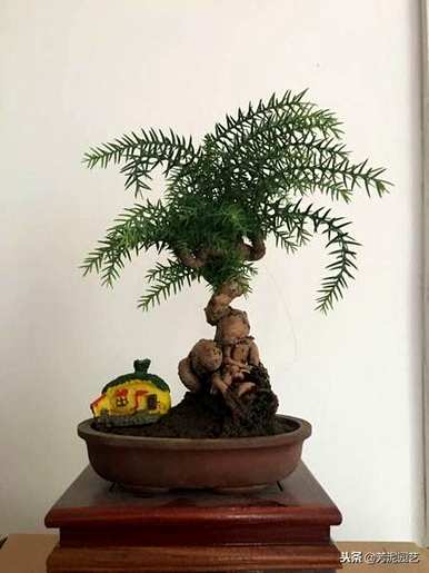 如何修剪澳洲杉盆景？