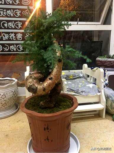 如何修剪澳洲杉盆景？