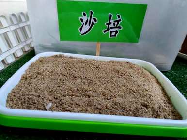 水仙花开花多久，水仙花怎么养最好？