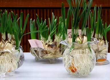 水仙花开花多久，水仙花怎么养最好？