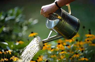 水仙花开花多久，水仙花怎么养最好？