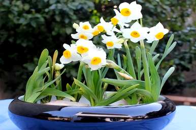 水仙花开花多久，水仙花怎么养最好？