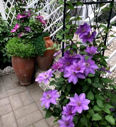 庭院花卉树木种植技巧，庭院最适合种植哪些花卉？