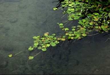 净化水质的水生植物有哪些？