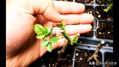 月季花什么时候扦插？