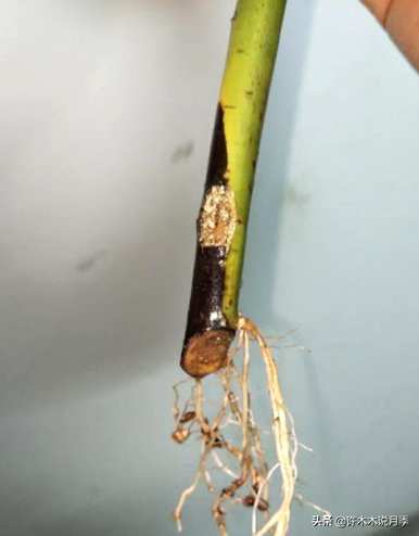 月季花什么时候扦插？
