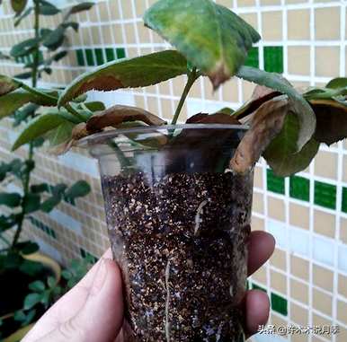 月季花什么时候扦插？