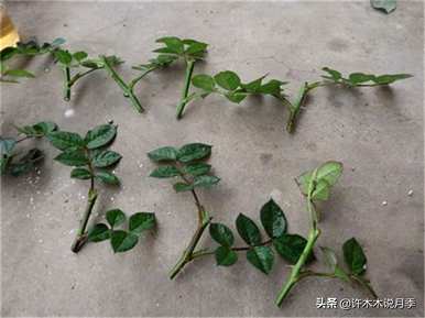 月季花什么时候扦插？