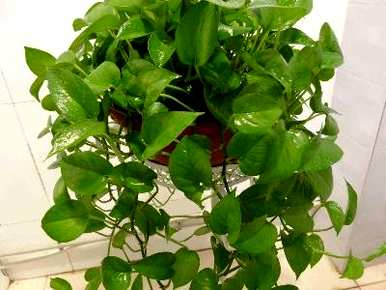 如何种植绿萝卜比较好，绿萝卜种植根要切掉吗？