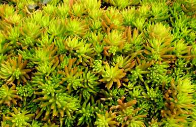 正确种植佛甲草种子的方法，如何种植佛甲草种子？