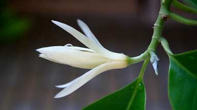 盆栽白玉兰花几月份开花，白玉兰花什么季节开花结果？