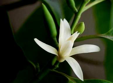 盆栽白玉兰花几月份开花，白玉兰花什么季节开花结果？