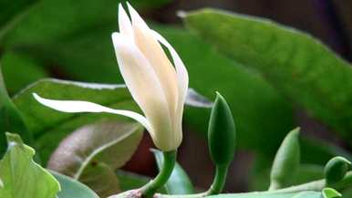 盆栽白玉兰花几月份开花，白玉兰花什么季节开花结果？