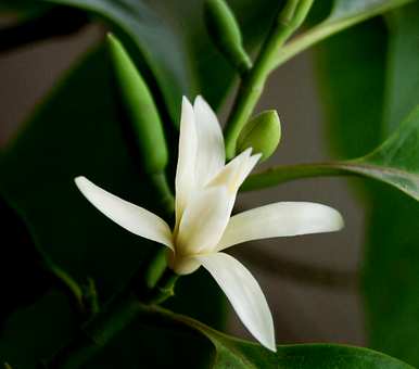 盆栽白玉兰花几月份开花，白玉兰花什么季节开花结果？