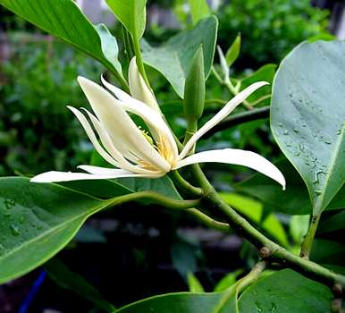 盆栽白玉兰花几月份开花，白玉兰花什么季节开花结果？