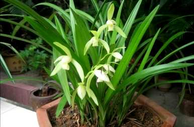 什么种植兰花最好？雪兰花的栽培方法