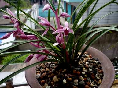 什么种植兰花最好？雪兰花的栽培方法