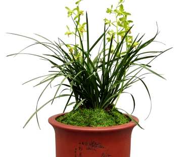 什么种植兰花最好？雪兰花的栽培方法
