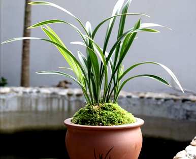 什么种植兰花最好？雪兰花的栽培方法