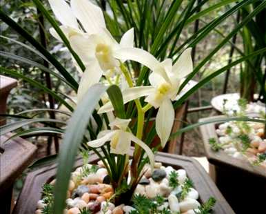 什么种植兰花最好？雪兰花的栽培方法