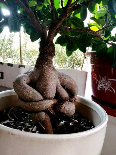 榕树种植方法简短，榕树种植方法是什么？