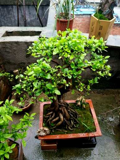 榕树种植方法简短，榕树种植方法是什么？