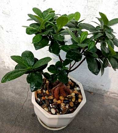 榕树种植方法简短，榕树种植方法是什么？