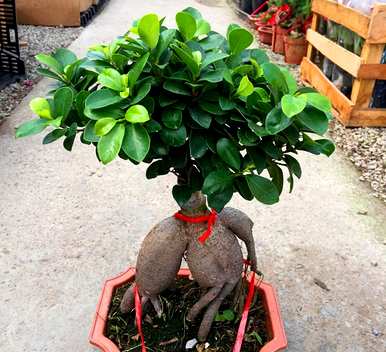 榕树种植方法简短，榕树种植方法是什么？