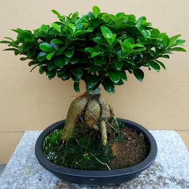 榕树种植方法简短，榕树种植方法是什么？