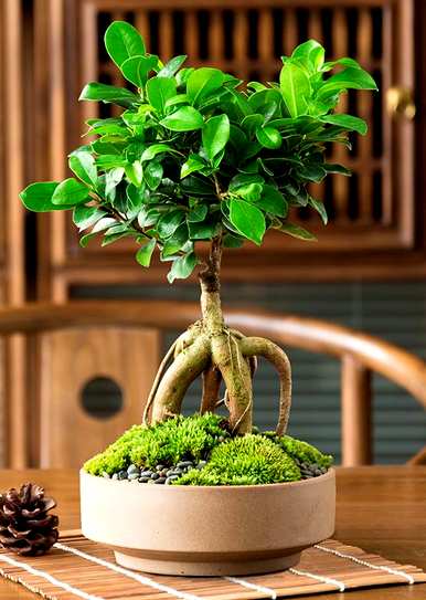榕树种植方法简短，榕树种植方法是什么？