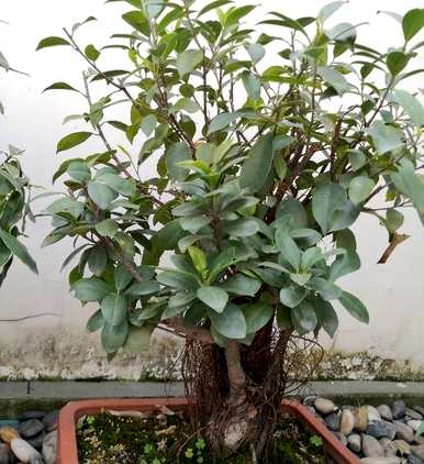 榕树种植方法简短，榕树种植方法是什么？